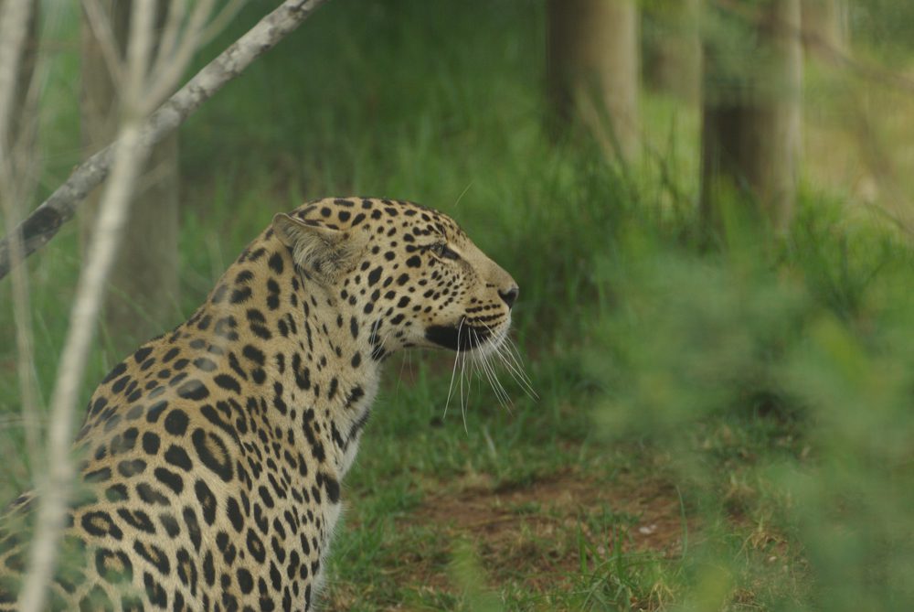 Leopard