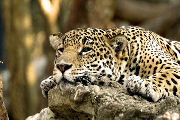 Leopard